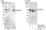 PRMT3 Antibody in Western Blot (WB)