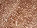 PRMT5 Antibody in Immunohistochemistry (Paraffin) (IHC (P))