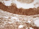 PRMT5 Antibody in Immunohistochemistry (Paraffin) (IHC (P))