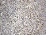 PRMT5 Antibody in Immunohistochemistry (Paraffin) (IHC (P))