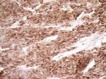 PROCR Antibody in Immunohistochemistry (Paraffin) (IHC (P))