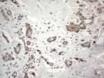 PROCR Antibody in Immunohistochemistry (Paraffin) (IHC (P))