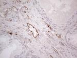 PROCR Antibody in Immunohistochemistry (Paraffin) (IHC (P))