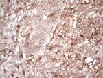 PROCR Antibody in Immunohistochemistry (Paraffin) (IHC (P))