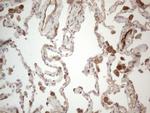 PROCR Antibody in Immunohistochemistry (Paraffin) (IHC (P))