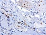 PROCR Antibody in Immunohistochemistry (Paraffin) (IHC (P))