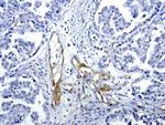 PROCR Antibody in Immunohistochemistry (Paraffin) (IHC (P))