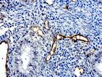 PROCR Antibody in Immunohistochemistry (Paraffin) (IHC (P))