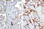 PROCR Antibody in Immunohistochemistry (Paraffin) (IHC (P))