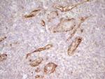 PROCR Antibody in Immunohistochemistry (Paraffin) (IHC (P))