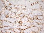 PROCR Antibody in Immunohistochemistry (Paraffin) (IHC (P))