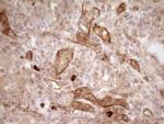 PROCR Antibody in Immunohistochemistry (Paraffin) (IHC (P))