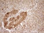 PROCR Antibody in Immunohistochemistry (Paraffin) (IHC (P))