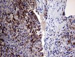 PRODH Antibody in Immunohistochemistry (Paraffin) (IHC (P))