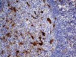 PRODH Antibody in Immunohistochemistry (Paraffin) (IHC (P))