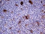 PRODH Antibody in Immunohistochemistry (Paraffin) (IHC (P))