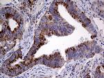 PRODH Antibody in Immunohistochemistry (Paraffin) (IHC (P))