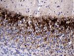 PRODH Antibody in Immunohistochemistry (Paraffin) (IHC (P))