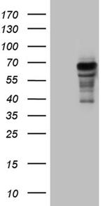 PRODH Antibody in Western Blot (WB)