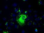 PROM2 Antibody in Immunocytochemistry (ICC/IF)