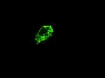 PROM2 Antibody in Immunocytochemistry (ICC/IF)