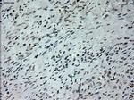 PROM2 Antibody in Immunohistochemistry (Paraffin) (IHC (P))