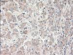 PROM2 Antibody in Immunohistochemistry (Paraffin) (IHC (P))