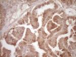 PROZ Antibody in Immunohistochemistry (Paraffin) (IHC (P))