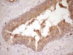 PROZ Antibody in Immunohistochemistry (Paraffin) (IHC (P))