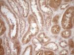 PROZ Antibody in Immunohistochemistry (Paraffin) (IHC (P))