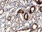 PRPSAP2 Antibody in Immunohistochemistry (Paraffin) (IHC (P))