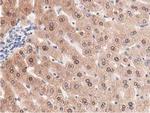 PRPSAP2 Antibody in Immunohistochemistry (Paraffin) (IHC (P))