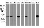 PRR11 Antibody in Western Blot (WB)