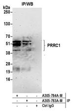 PRRC1 Antibody in Western Blot (WB)