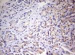 PRRX1 Antibody in Immunohistochemistry (Paraffin) (IHC (P))