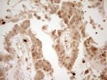 PRTN3 Antibody in Immunohistochemistry (Paraffin) (IHC (P))