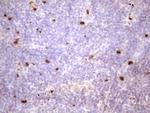 PRTN3 Antibody in Immunohistochemistry (Paraffin) (IHC (P))