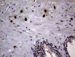 PRTN3 Antibody in Immunohistochemistry (Paraffin) (IHC (P))