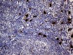 PRTN3 Antibody in Immunohistochemistry (Paraffin) (IHC (P))