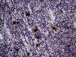 PRTN3 Antibody in Immunohistochemistry (Paraffin) (IHC (P))