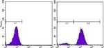 PSA Antibody in Flow Cytometry (Flow)