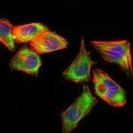 PSAP Antibody in Immunocytochemistry (ICC/IF)