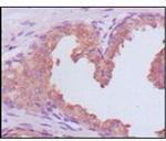 PSA Antibody in Immunohistochemistry (Paraffin) (IHC (P))