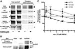 SynGAP Antibody in Western Blot, Immunoprecipitation (WB, IP)