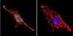 PSD-95 Antibody in Immunocytochemistry (ICC/IF)