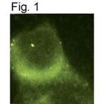 Presenilin 1 Antibody in Immunocytochemistry (ICC/IF)