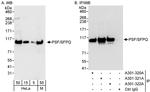 PSF/SFPQ Antibody in Western Blot (WB)