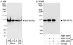 PSF/SFPQ Antibody in Western Blot (WB)