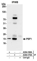 PSF1 Antibody in Western Blot (WB)