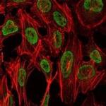 PSIP1 Antibody in Immunocytochemistry (ICC/IF)